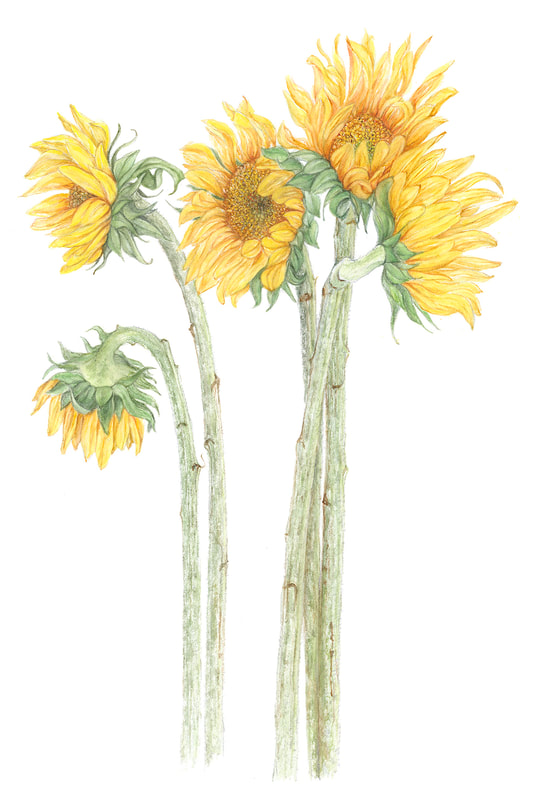 Image of "5 Sunflowers" Watercolor Painting by Susie Williams