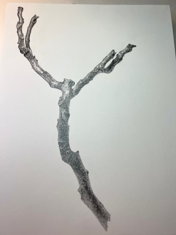 Image of "Kentucky Coffee Tree" Graphite Drawing by Beth Plotnick