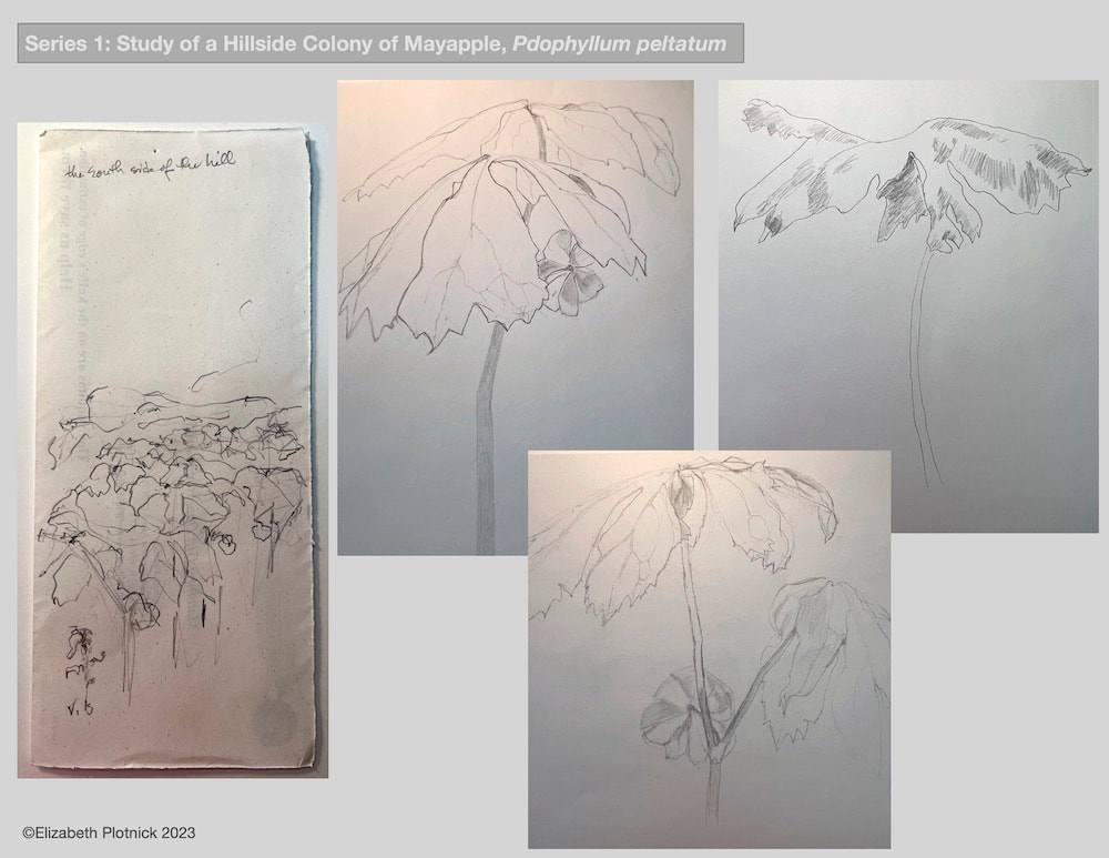 Image of "Series 1 - Study of a Hillside Colony of Mayapple" by Beth Plotnick