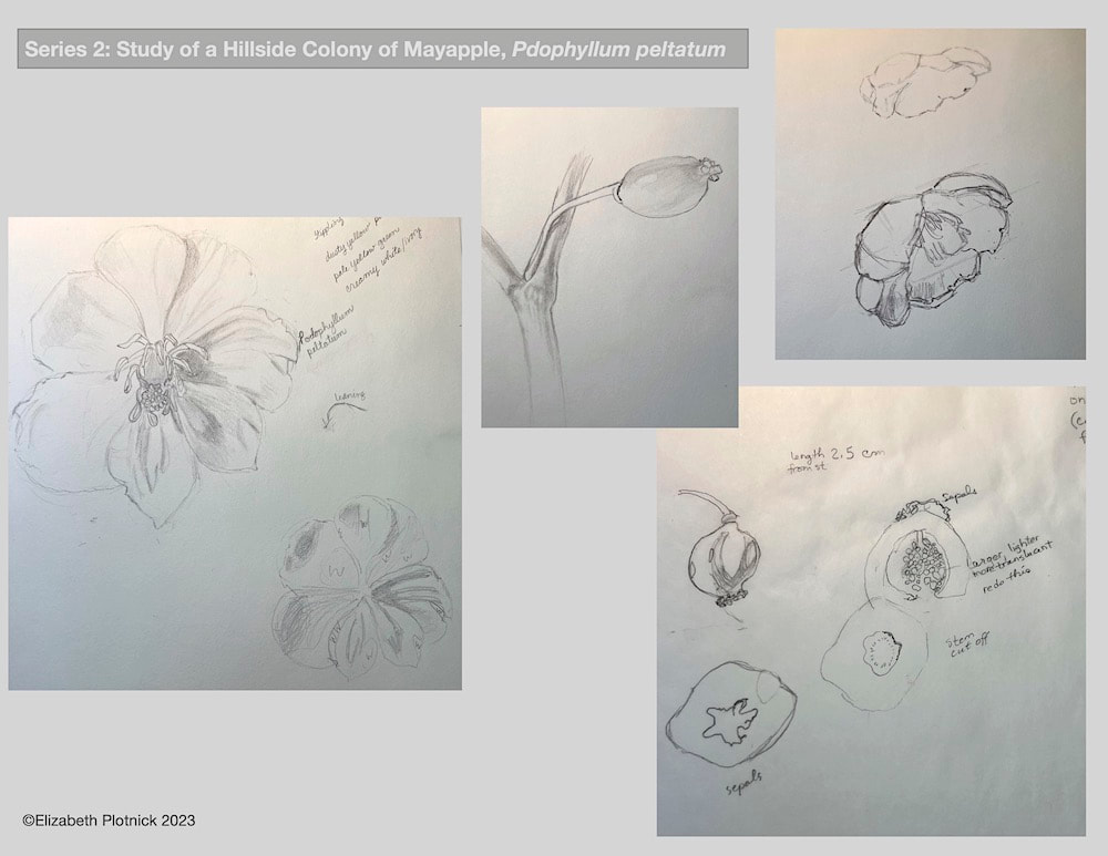 Image of "Series 2 - Study of a Hillside Colony of Mayapple" by Beth Plotnick