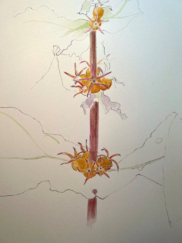 Image of "Triosteum perfoliatum in 
Progress" by Beth Plotnick
