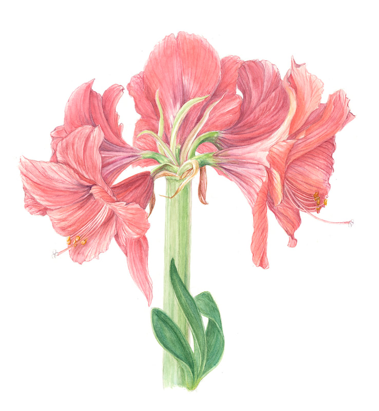 Image of "Coral Amaryllis" by Susie Williams