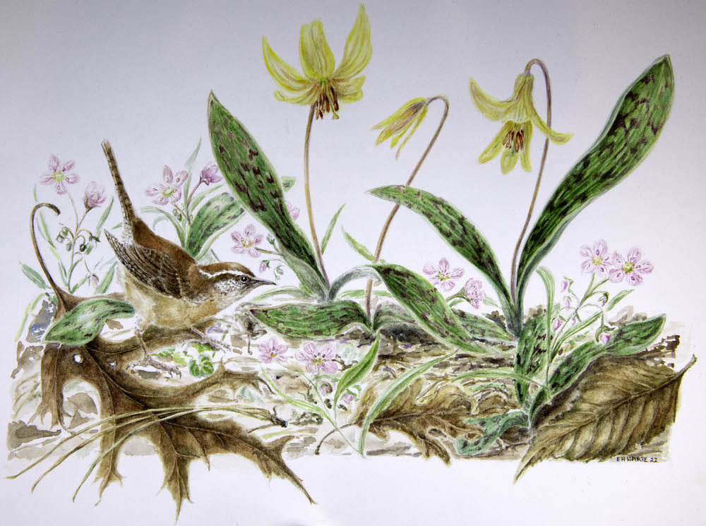 Image of "Early Spring Exploration" Watercolor by Edith Harte
