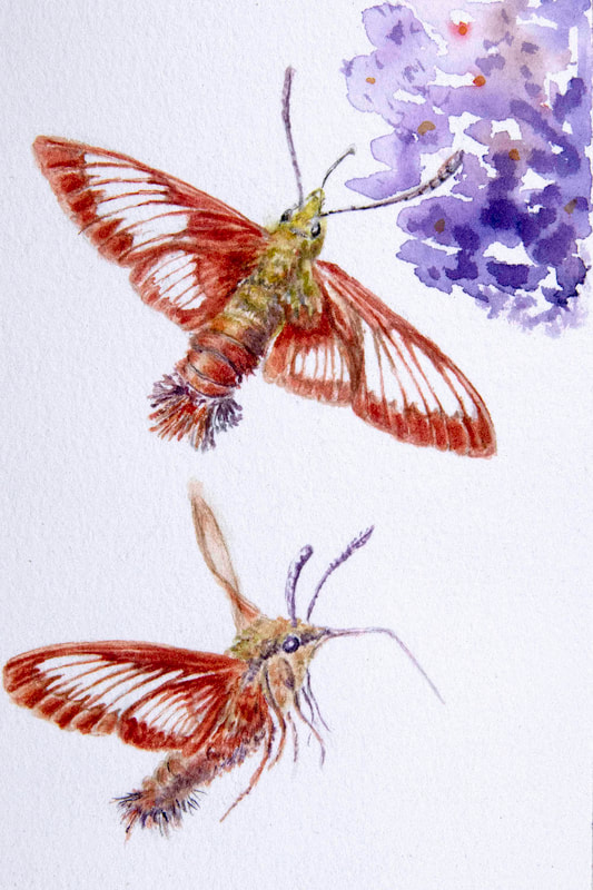 Image of "Preliminary Study - Hummingbird Moth" Watercolor Painting by Edith Harte