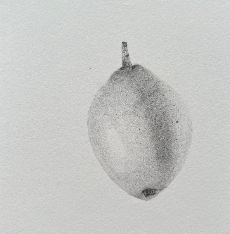 "Chinese Pear" Graphite Drawing by Eleen Chan