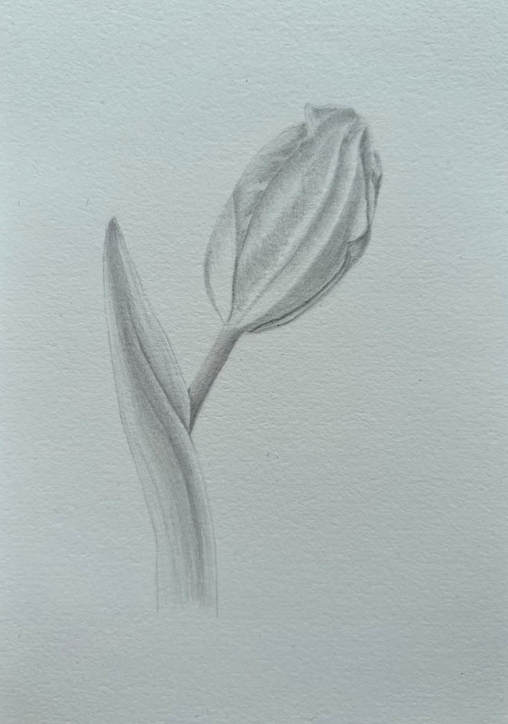 "Tulip 1" Graphite Drawing by Eleen Chan