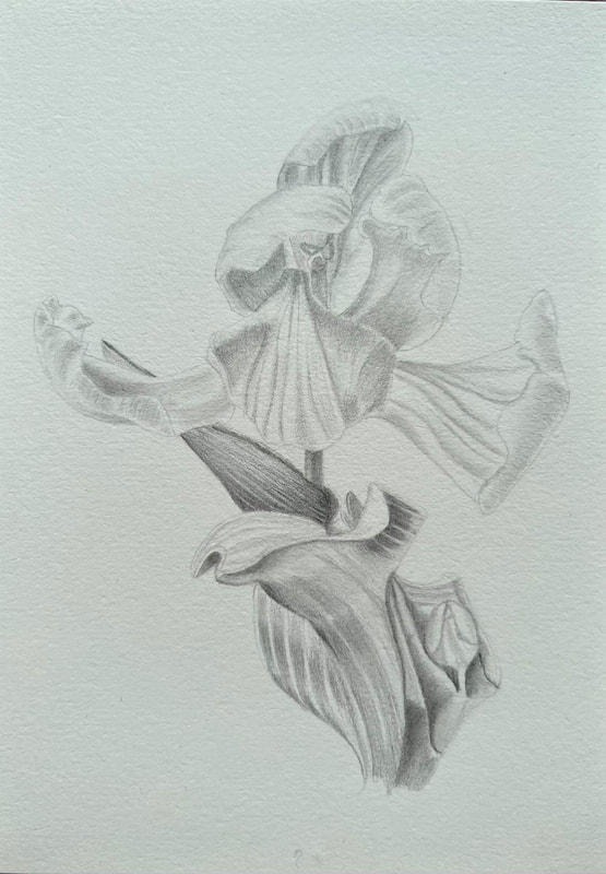 "Tulip 2" Graphite Drawing by Eleen Chan