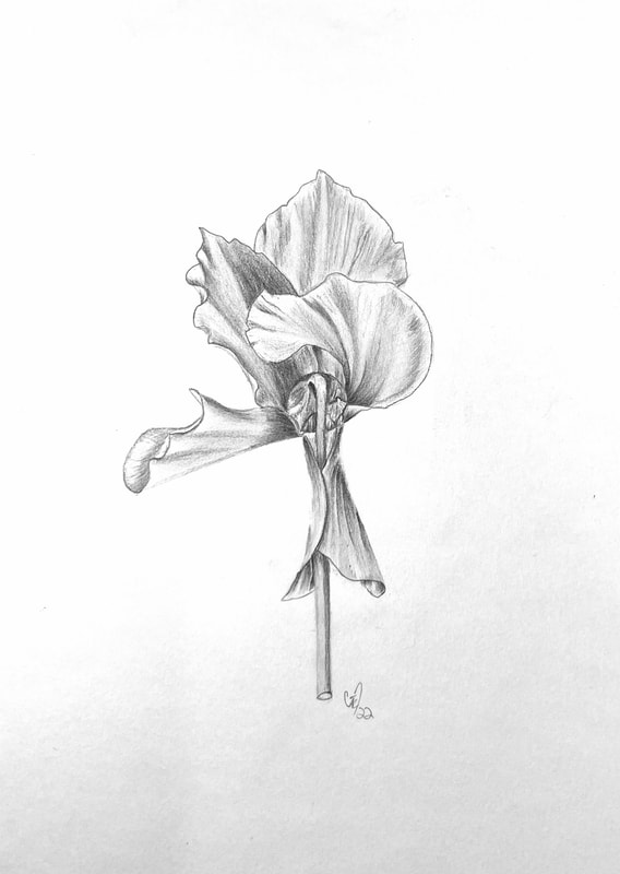 Image of "Cyclamen" Graphite Drawing by Gail Dentler