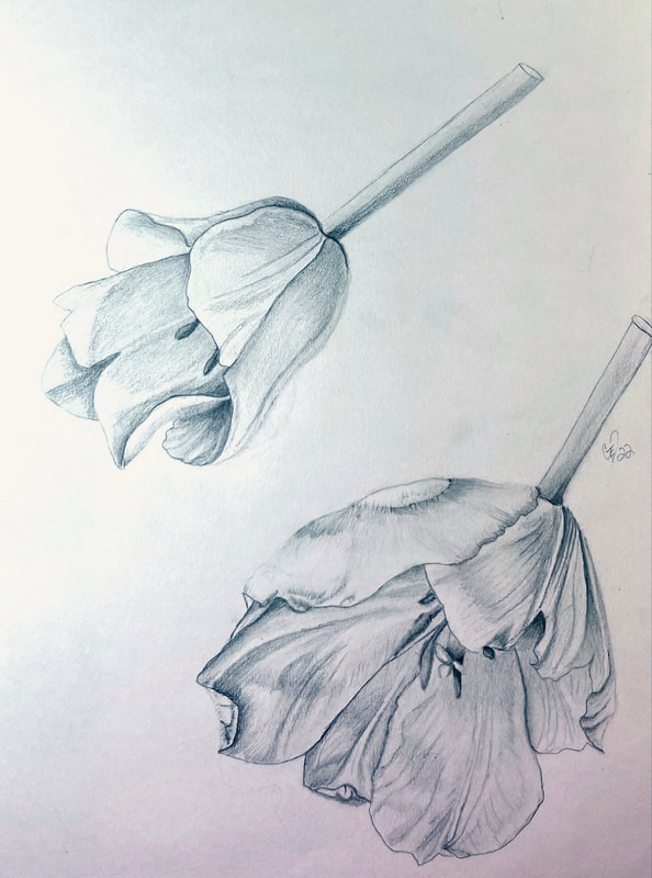 Image of "Tulip Study" Graphite Drawing by Gail Dentler