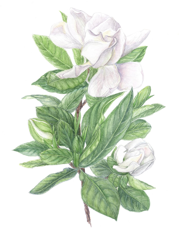 Image of "Gardenia" by Susie Williams