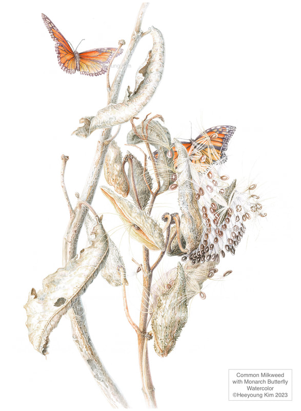 Image of "Common Milkweed Seeds with Monarch Butterfly" Watercolor Painting by Heeyoung Kim