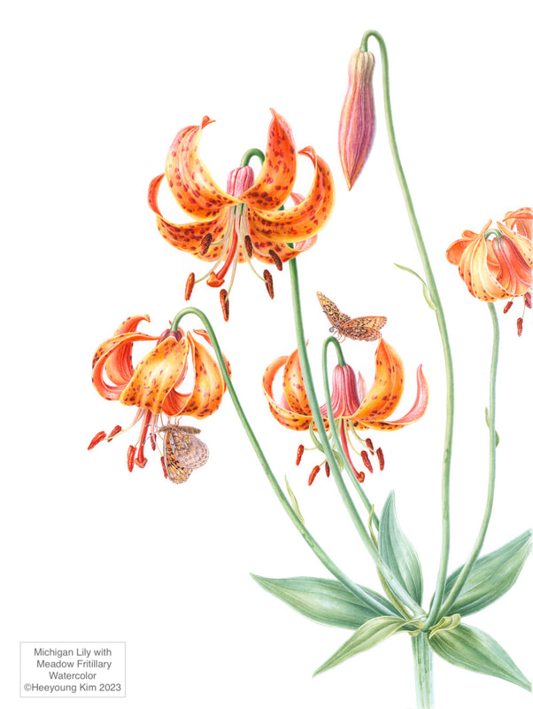 Image of "Michigan Lily and Meadow Fritillary" Watercolor Painting by Heeyoung Kim