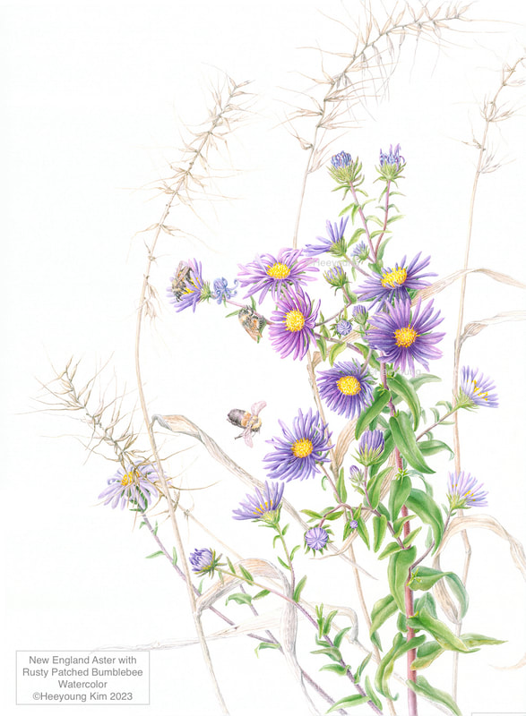Image of "New England Aster with Rusty Patched Bumble" Watercolor Painting by Heeyoung Kim