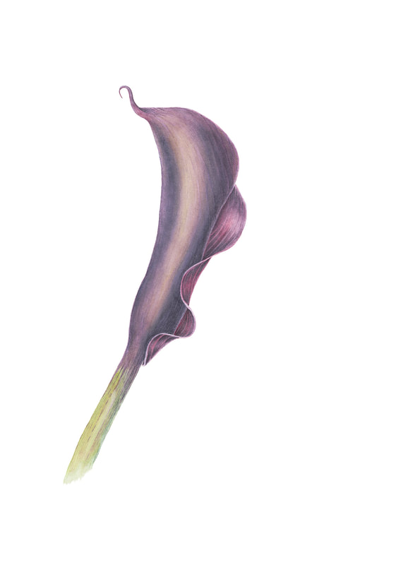 Image of "Calla Lilly" Watercolor Painting by Jane Sturgeon