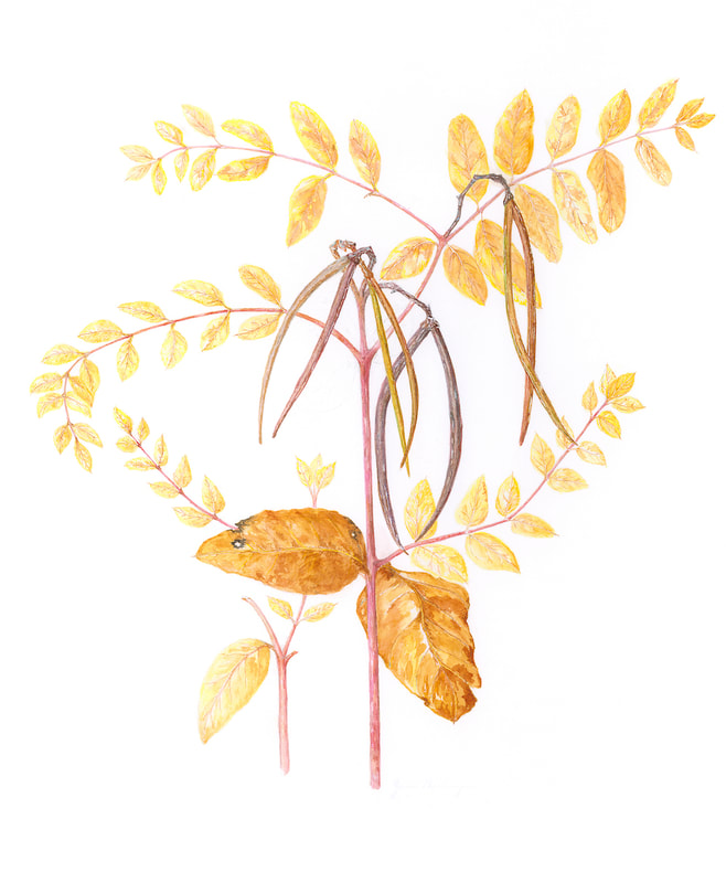 Image of "Dogbane" Watercolor Painting by Jean Meilinger