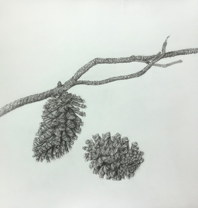 Image of "Pine Cone" Graphite Drawing by Judy Woznyj