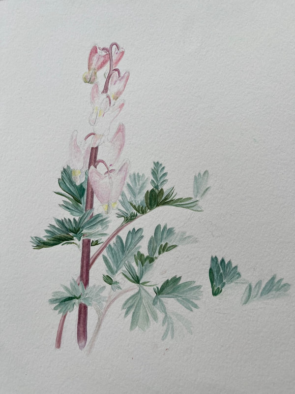 Image of "Dutchman's Breeches" Watercolor Painting by Larinda Di Gioia