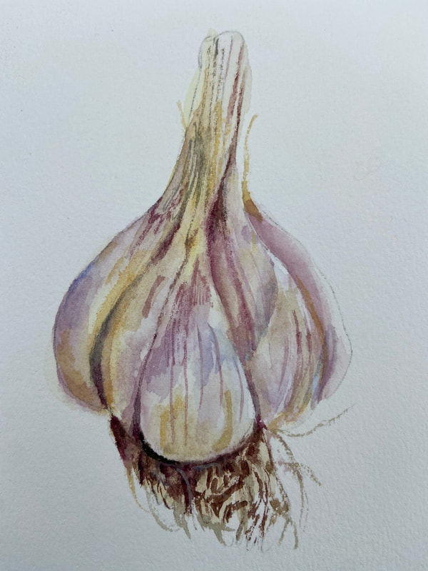 Image of "Garlic Bulb" Watercolor Painting by Linda Schmitt