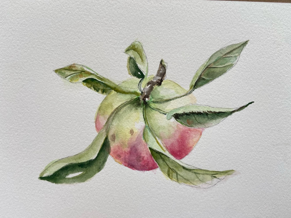 Image of "Michigan Apple" Watercolor Painting by Linda Schmitt