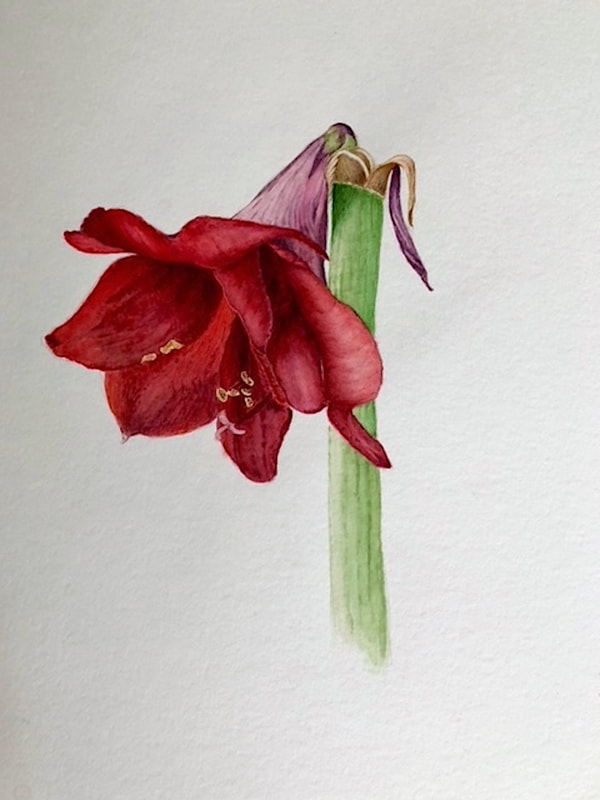 Image of "Amaryllis" Watercolor Painting by Meredith Lincoln