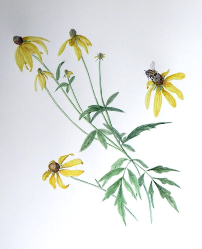 Image of "Greyheaded Coneflower" Watercolor Painting by Meredith Lincoln