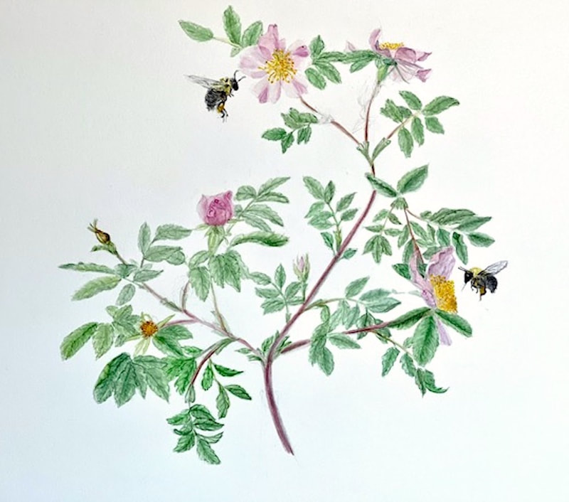 Image of "Rosa blanda with Bees" Watercolor Painting by Meredith Lincoln