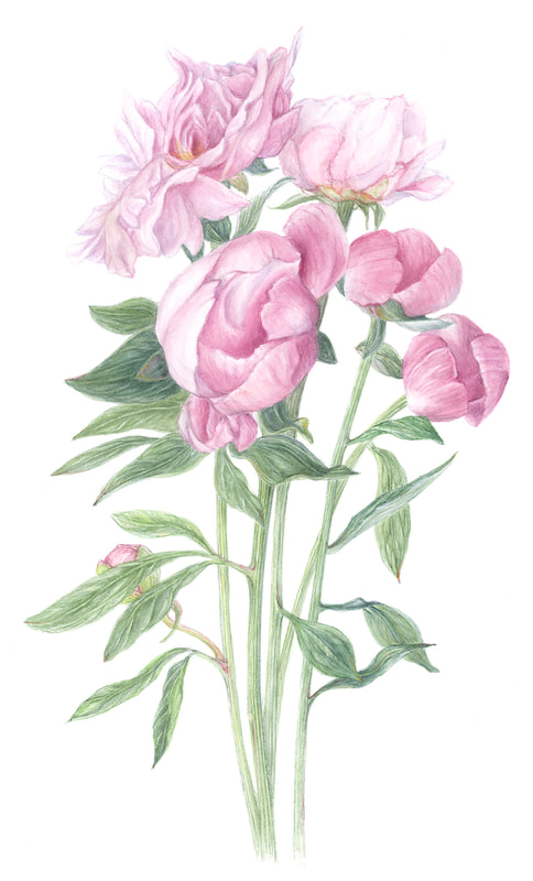 Image of "Peonies" by Susie Williams