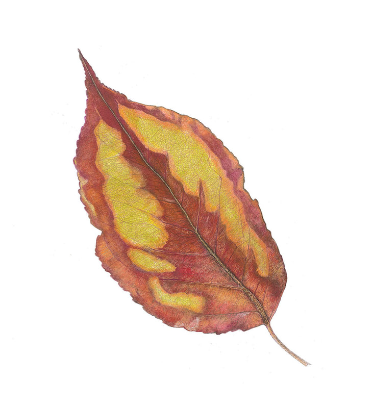 Image of "#85 Callery Pear a leaf, Pyrus calleryana" Colored Pencil Drawing by Ramiro Prodencio