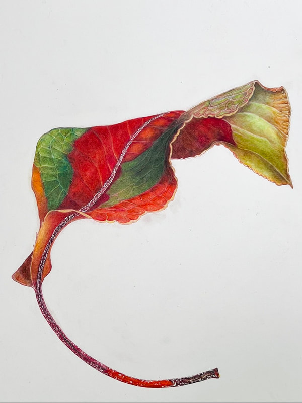 Image of "#84 American Elm Leaf, Ulmus americana" Colored Pencil Drawing by Ramiro Prudencio