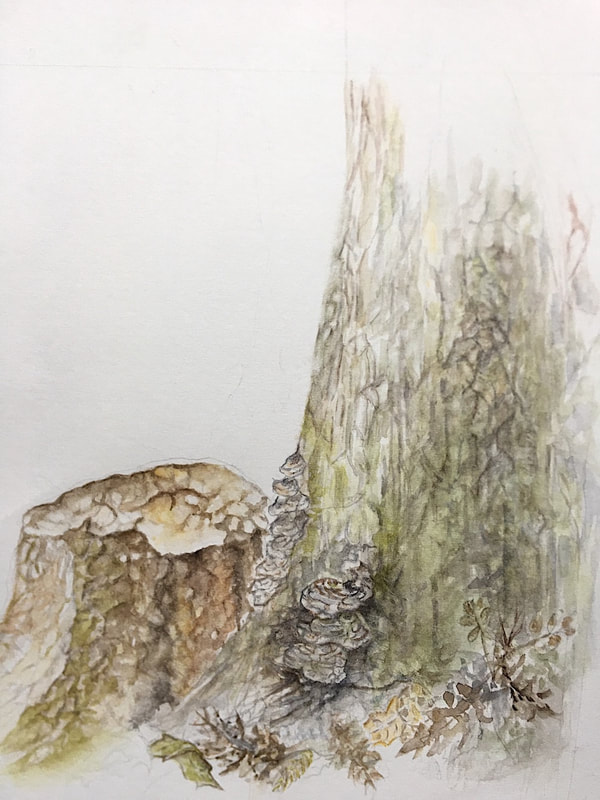 Image of "Turkey Tails" Watercolor Painting by Rita Rosen