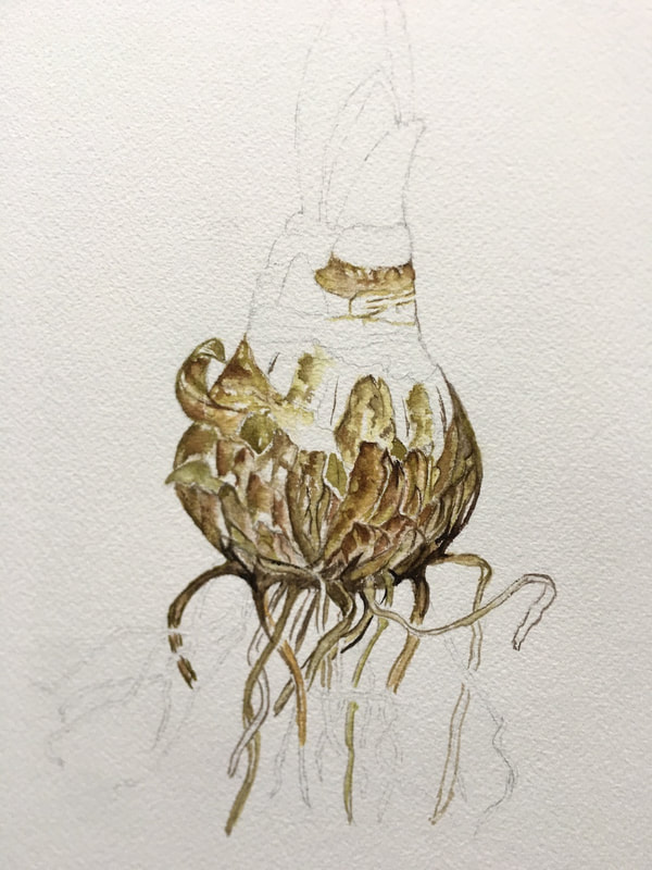 Image of "Amaryllis Bulb" Watercolor Painting Study in Progress by Rita Rosen