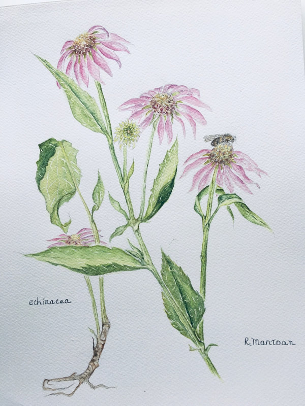 Image of "Echinacea with Bee" Watercolor Painting by Rita Rosen