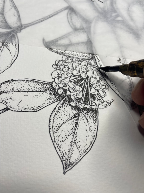 Image of "Hoya Carnosa Krimson Queen" Pen and Ink Drawing in Progress by Sandra Robinson