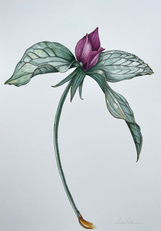 Image of "Purple Prairie Trillium" Pen, Ink and Watercolor Drawing by Sandra Robinson