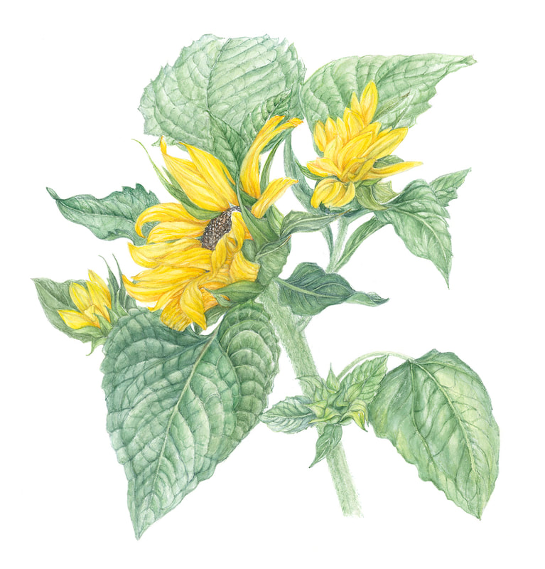 Image of "Sunflowers" by Susie Williams