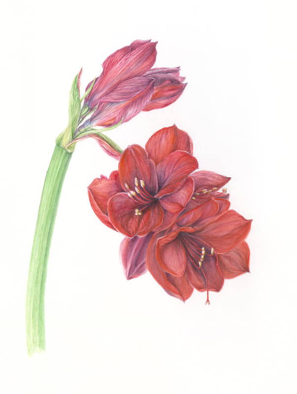 Image of "Amaryllis" by Susie Williams