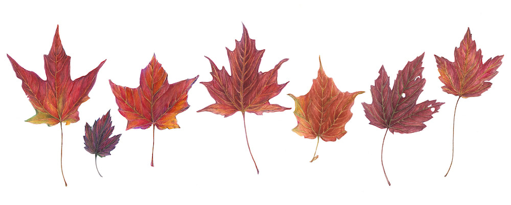 Image of "Canadian Maple Leaves" by Susie Williams