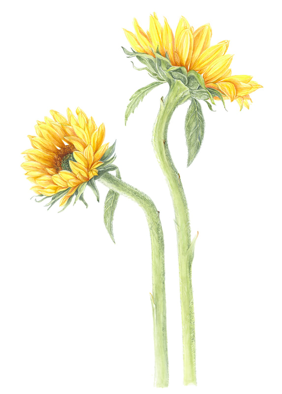 Image of "Sunflowers" by Susie Williams